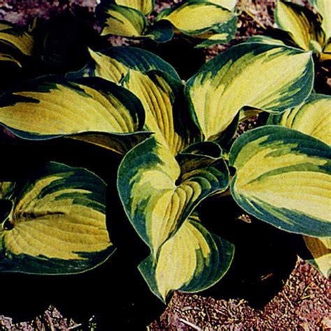 Multi Varieties Hosta Seeds Perennials Plant Seeds 100pcspack