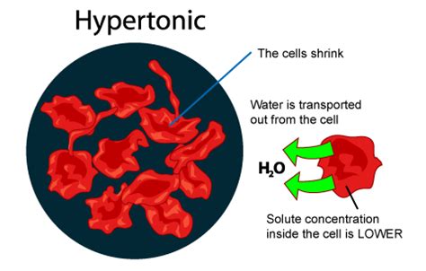 If the solution is too dilute then animal cell can burst as it does not have a cell wall while the plant cell membrane will be pressed against its cell wall. SPM Biology: Types of Solution - Hypertonic