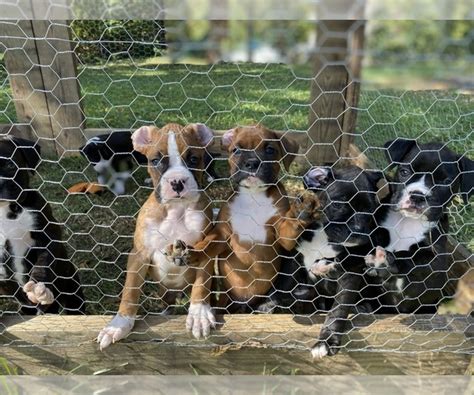 Our puppies are raised in our home and are handled daily by all members of our family. View Ad: Boxer Litter of Puppies for Sale near Ohio ...