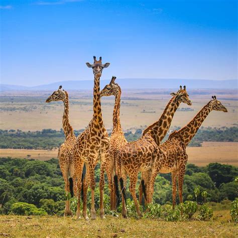 Nairobi Safaris Mary Safaris