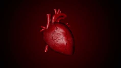 Animation Beating Human Heart — Stock Video © Razvan25 184767998