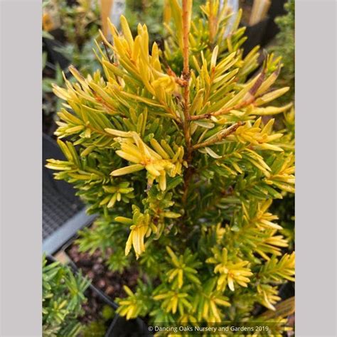 trees ~ taxus cuspidata rezek s gold japanese yew ~ dancing oaks nursery and gardens ~ retail