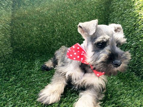 We've been lovingly and responsibly breeding quality, akc mini schnauzers since 2002. Miniature Schnauzer Puppies For Sale | San Diego, CA #196539