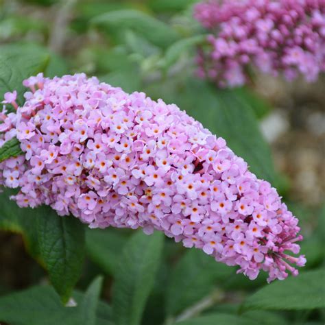 Pugster Pink Butterfly Bush Ray Wiegands Nursery And Garden Center