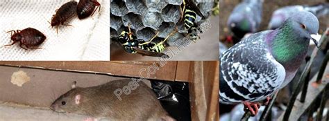 Advantages of microbial control of insects.1.the major advantage of exploiting microorganisms for pest control is their environmental safety due to the host specifity of the pathogens.2.they have natural capability of causing diseases at epizootic levels due to their. Advantages and disadvantages of physical pest control Best ...