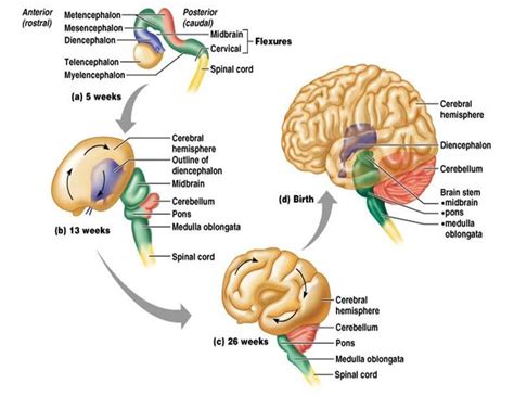 Brain Vesicles Prosencephalon The Forebrain Mesencephalon Midbrain