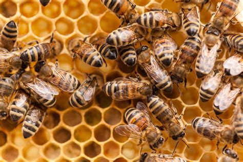 15 Fascinating Facts About Honey Bees