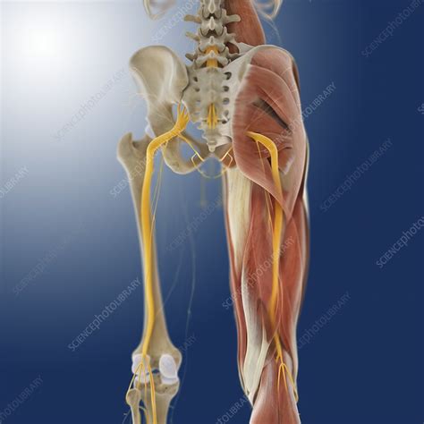 Human anatomy simplified with stunning illustrations. Lower body anatomy, artwork - Stock Image - C014/5582 ...
