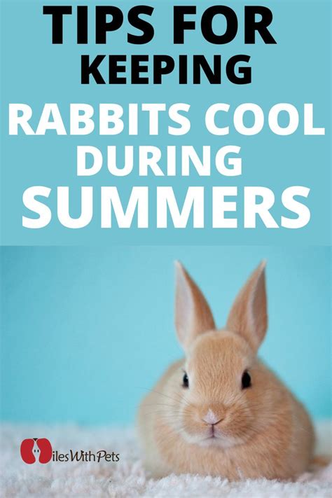How To Keep Bunnies Cool Tips For Rabbit Care During Summers Miles