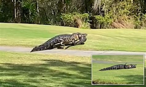 Massive 20ft Alligator Is Caught On Camera Eating Smaller Love Rival