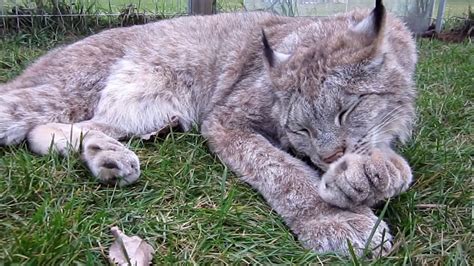Max Canada Lynx Cleaning Paws Youtube