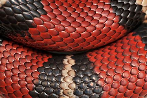 Snake Scales Stock Photos Pictures And Royalty Free Images Istock