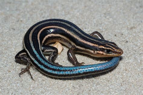 Check spelling or type a new query. Wild Profile: Meet the five-lined skink | Cottage Life