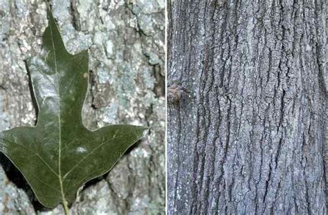 35 Types Of Oak Trees With Their Bark And Leaves Identification Guide