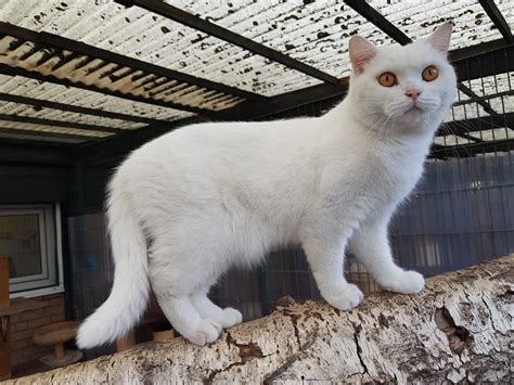 Jump to navigation jump to search. Apollo, ein Kater mit viel Schmusepotential, vermittelt 25 ...