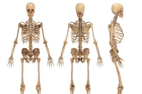 How Many Bones Are There In The Human Body The Scottish Sun