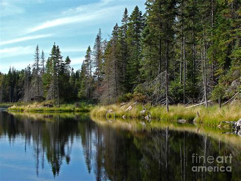 Northern Lake And Coniferous Trees Photograph By Sylvie