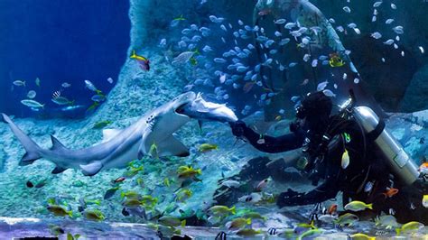 The National Aquarium Abu Dhabi Opening This Year At Al Qana Blooloop