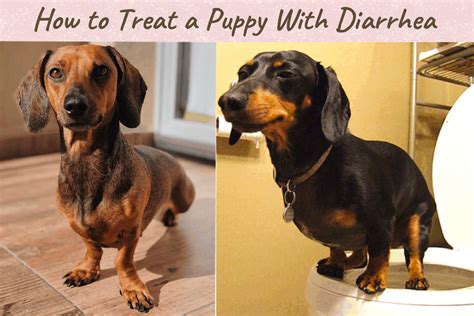 Diarrhea In Dachshunds Symptoms Causes And Treatments