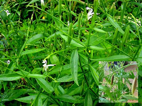 Bawang putih (garlic), makan mentah atau dimasak. Wonders of Herbs: Pokok Hempedu Bumi/Akar Cerita ...