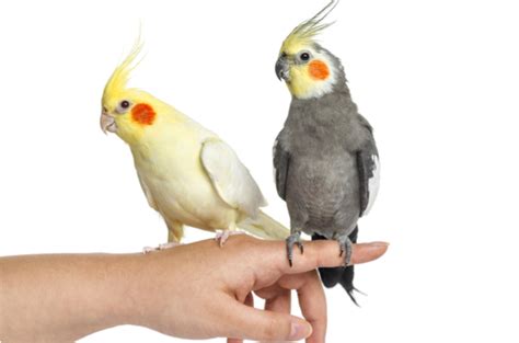 Find the perfect cockatiel stock photos and editorial news pictures from getty images. Cockatiel