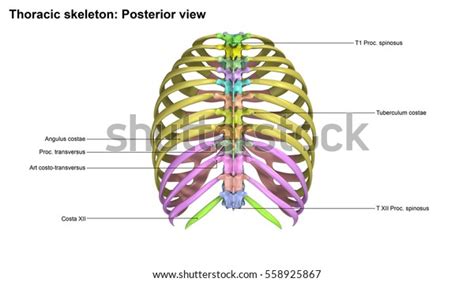 Anatomy Rib Cage Posterior View Rib Drawing At Getdrawings Free