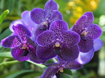 Sep 10, 2021 · orchid blooms will last longer if you can provide a mild, warm, and somewhat humid environment. Growing Vanda Orchid - Learn About The Care Of Vanda Orchids