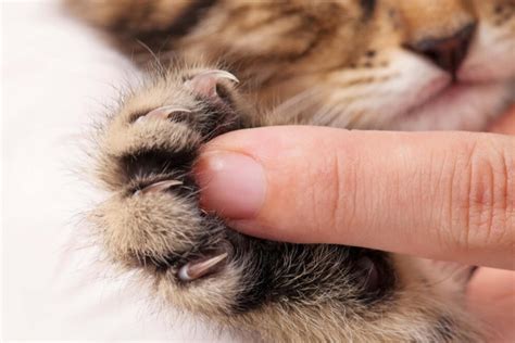 Options To Declawing In Cats Street How