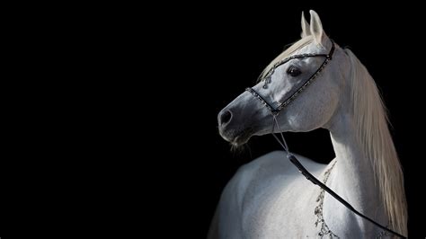 Bakgrunnsbilder Til Skrivebordet Hester Arabian Hvite Dyr 3840x2160