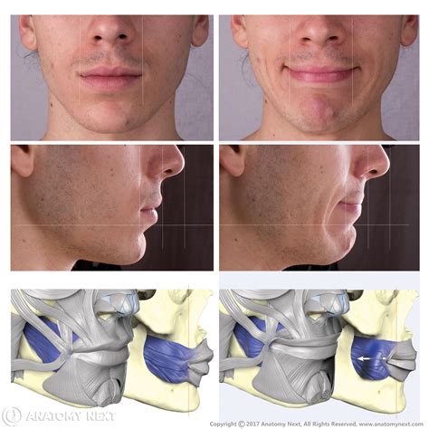 Buccinator Facial Anatomy Face Anatomy Anatomy For Artists