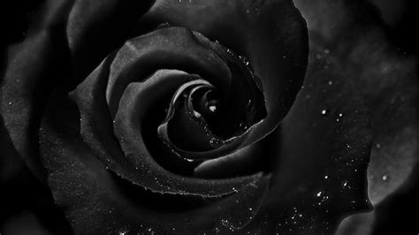 Beautiful Full Hd Black Rose Wallpaper Hd For Mobile Pictures My Xxx Hot Girl