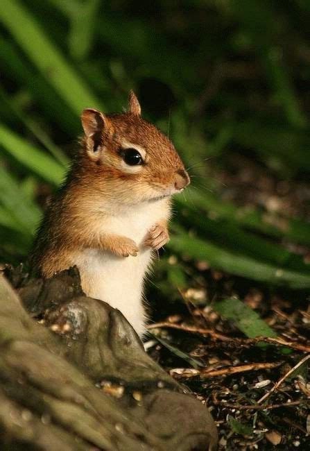 Forest Woods Chipmunk Cute Squirrel Cute Animals