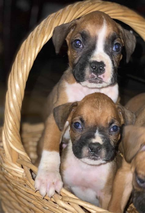 Beautiful boxer puppies | Petclassifieds.com