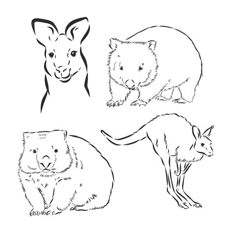 Premium Vector Wombat Hand Drawing Animals Of Australia Series