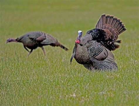 A Male Turkey Displays For The Female During The Breeding Season Stock