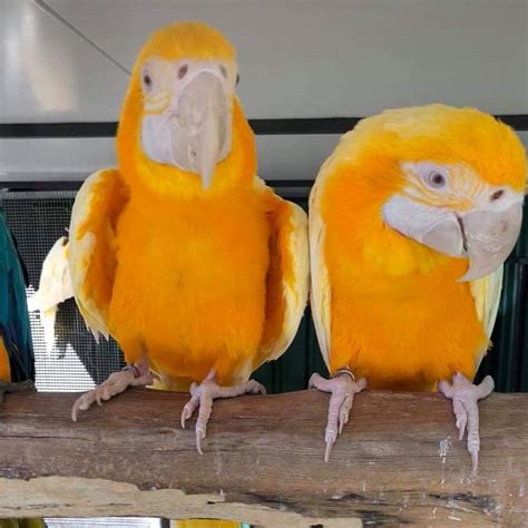 Lutino Macaw Parrots And Fertile Eggs For Sale