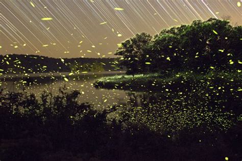 Amazingly Beautiful Light Track Of Fireflies Flying At Night