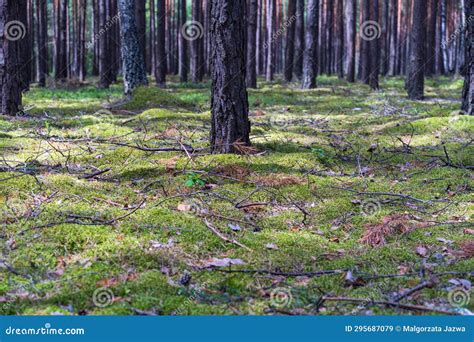 Coniferous Forest In Poland Europe Tree Trunks And Undergrowth Stock