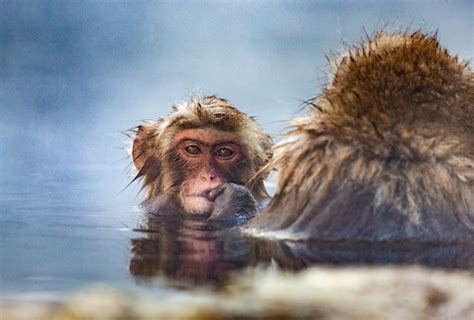 Premium Photo Two Japanese Macaques Are Sitting In Water