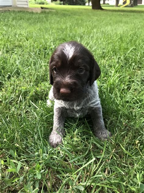 Use the search tool below and browse. German Wirehaired Pointer Puppies For Sale | Orange City ...