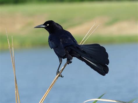 9 Pictures That Will Change The Way You Look At Black Birds Birds And