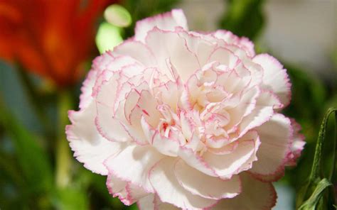 Hình ảnh Hoa Cẩm Chướng đẹp Nhất Ảnh Hoa đẹp