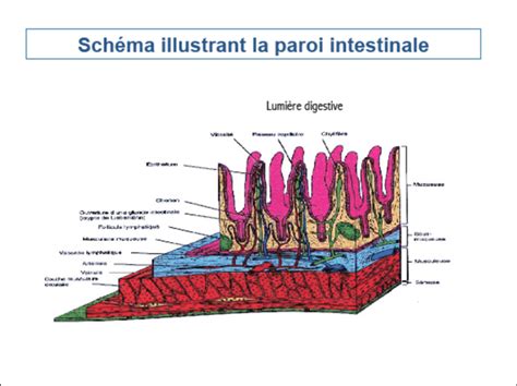 Schéma Illustrant La Structure Histologique De Lintestin Les Surfaces