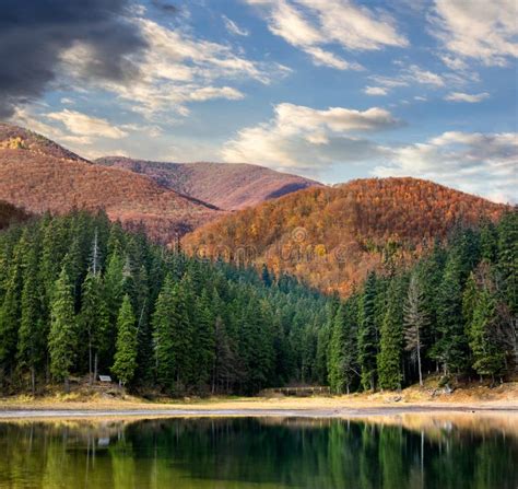 Pine Forest And Lake Near The Mountain Early In The Morning Stock Photo