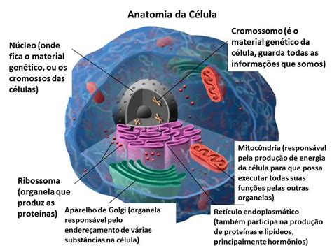 Células Eucariontes E Procariontes Biologia A Ciência Da Vida