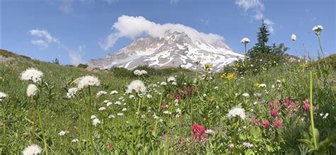 Paradise Park Mt Hood Is Among The Top Wildflower Hikes Near Portland