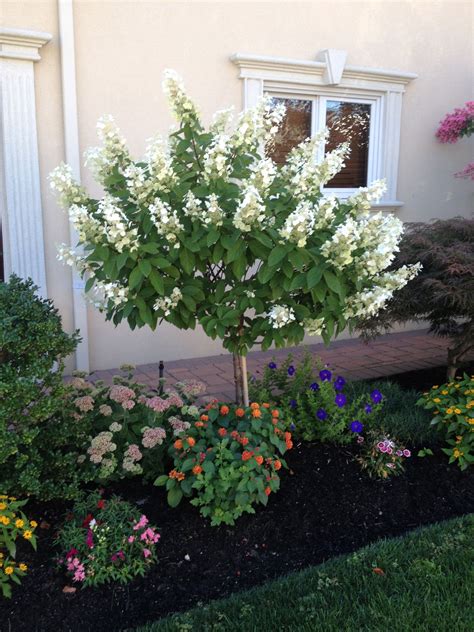 Limelight Hydrangea Tree Form Small Front Yard Landscaping Front