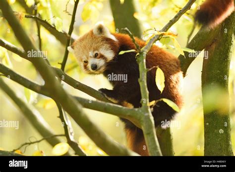 Red Panda Ailurus Fulgens Tree Branches Side View Climbing Stock