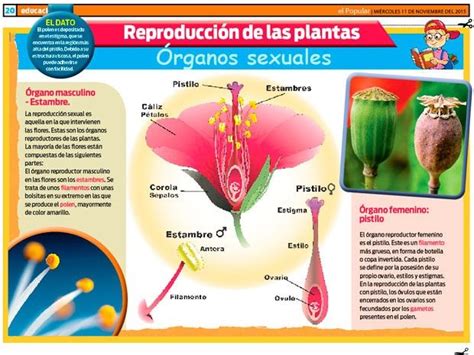 ReproducciÓn De Las Plantas Resumen Con VÍdeo Artofit