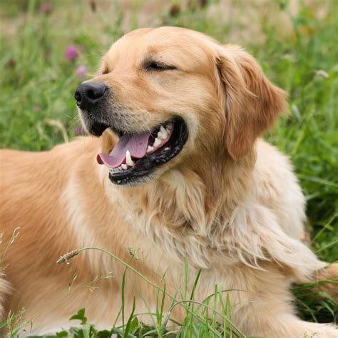 Descubre La Energía Del Golden Retriever Todo Lo Que Debes Saber